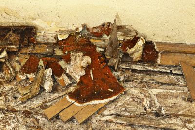 Dry Rot Remediation in Conroe, TX