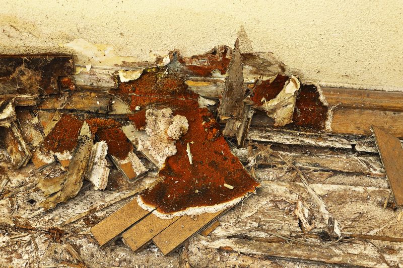 Decay Repair Service in Olathe, KS