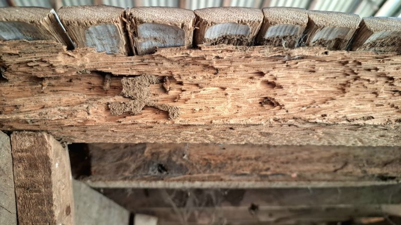 Dry Rot Repair