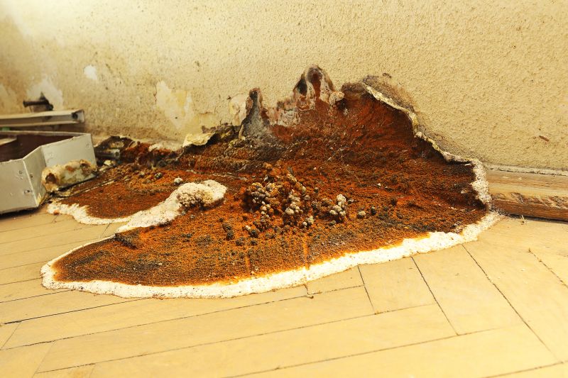 Dry Rot Repair