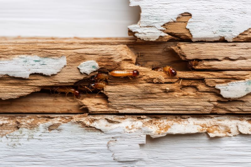 Termite Damage Repair Service in Alpharetta, GA