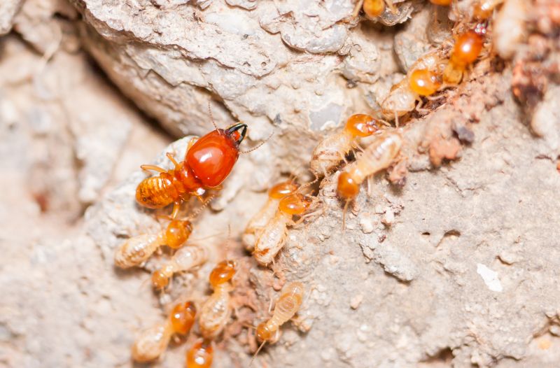 Termite Damage Restoration in Indianapolis, IN