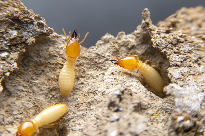Termite Damage Restoration in Littleton, CO
