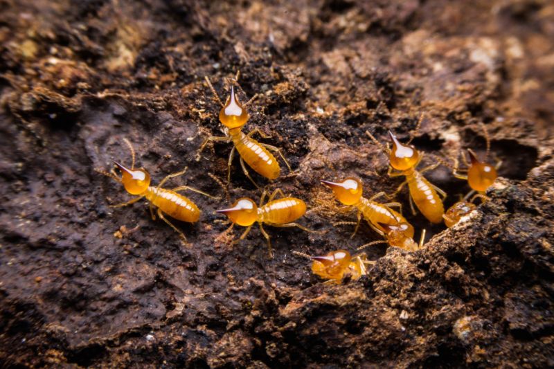 Termite Damage Restoration in Overland Park, KS