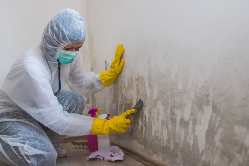 Mold Remediation Experts